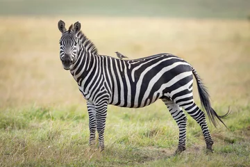 Aluminium Prints Zebra One adult zebra standing on green grass looking at the camera with a small bird on its back in Masai Mara Kenya