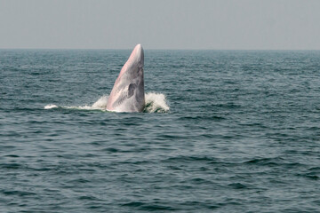 Fototapeta premium THAILAND PHETBURI WHALE WATCHING