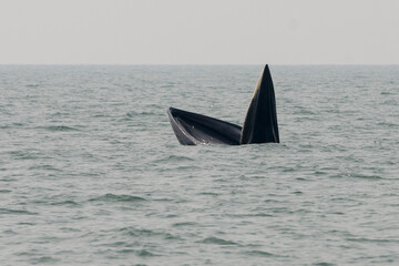 Fototapeta premium THAILAND PHETBURI WHALE WATCHING