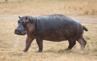 One adult hippo with water dripping out of his mouth in Masai Mara Kenya