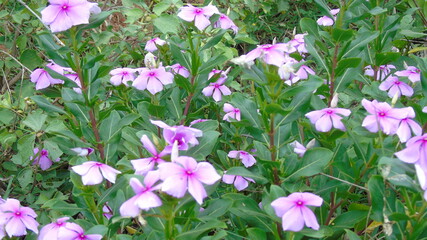 pink and white flowers