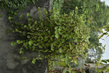 A beautiful photograph of a plant.