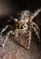 beautiful macro closeup shots of insects