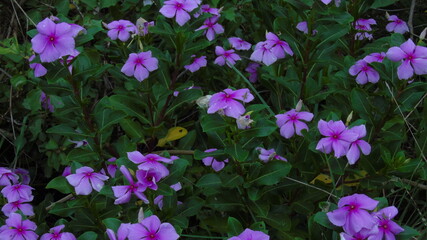 purple and yellow flowers