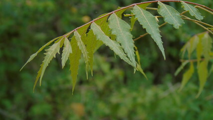 neem leafs