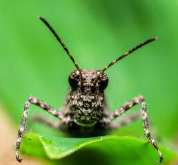 beautiful macro closeup shots of insects