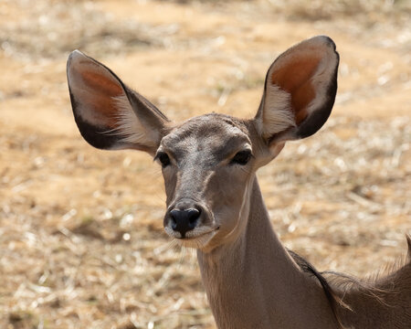 Female Greater Kudu (Tragelaphus strepsiceros) head shot with cute big ears against sandy background