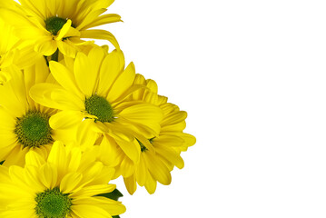 Beautiful fresh yellow chrysanthemum, close-up shot, yellow daisies flowers isolated on white.