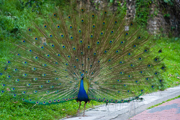 Obraz premium Beautiful well-groomed peacock fluffy a magnificent tail, flirts with a female
