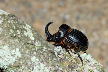 Insect, coleoptera, entomology, rhino beetle © Carlos