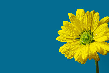 Single fresh yellow chrysanthemum, close-up shot, yellow daisies flowers isolated on Turkish color background.