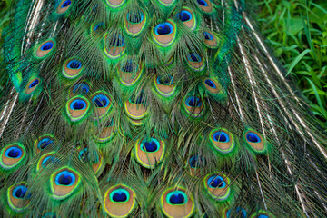 Obraz premium Close-up of a peacock's tail. Feathers on the tail of a peacock. Colors of nature