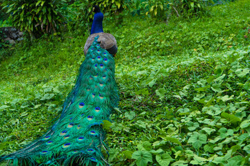 Obraz premium A beautiful manicured peacock walks in a green bird park.