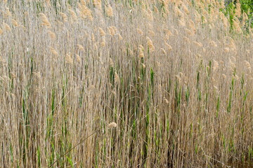 Close-up on spring reeds