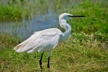 Obraz premium Little Egret, Egretta garzetta, Kaudulla National Park, Sri Lanka, Asia