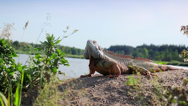 Iguana sitting on the river beach