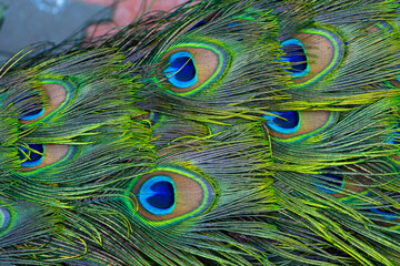Close-up of a peacock's tail. Feathers on the tail of a peacock. Colors of nature