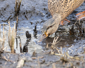 Mallard duck (Anas platyrhynchos) female, feeding in muddy puddle Head shot - selective focus