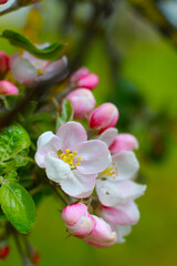 apple tree blossom at springtime
