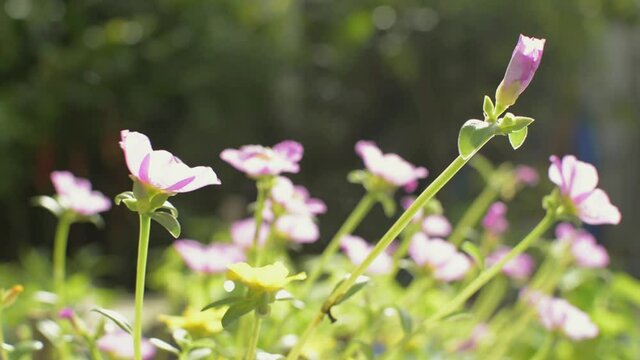 Portulaca or Little Hog Weed or Rose Moss  flowers are blooming under sunshine and swaying by the wind in the morning. Beauty of little pink flowers are blossoming in the summer. Low angle view.