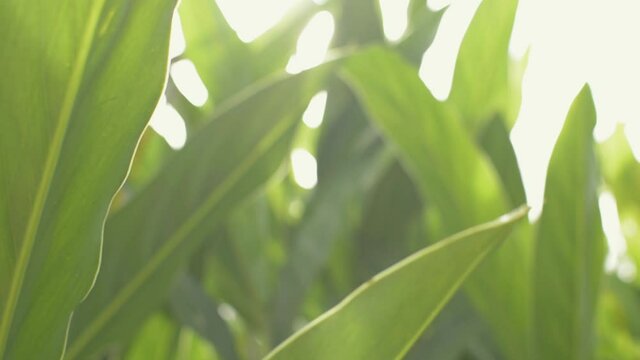 The leaves of galangal trees grow densely under sunlight that shining in the morning. Beauty of sunshine through the lush foliage in the meadow. Nature and environment. Panning shot.
