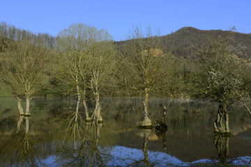 beautiful trees reflected in a puddle
