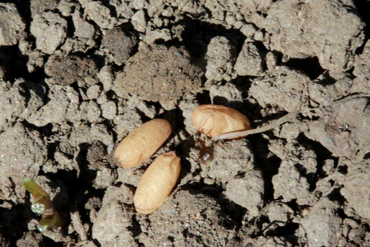 Cocons de fourmis
