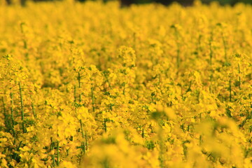 Rape field in the country