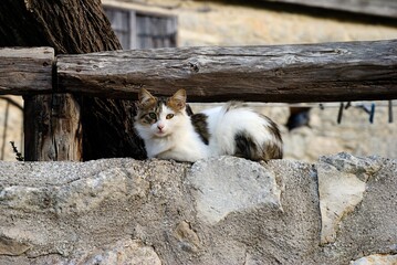 A semi-long-haired Cypriot cat sitting on a wall in a village in Cyprus