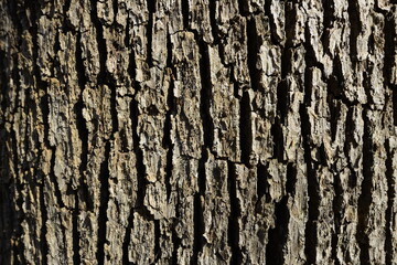 tree trunk from background 
