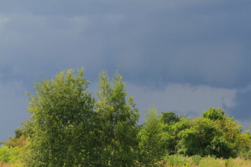 Obraz premium Small forest before a storm