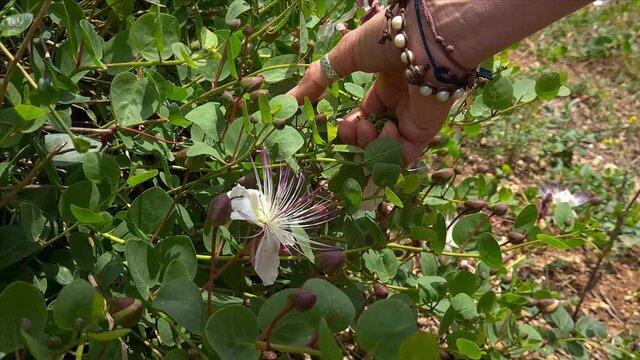 Womens hand gather Capers buds from a branch close up