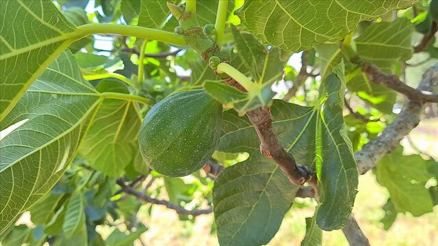 green figs on the branch of tree close up