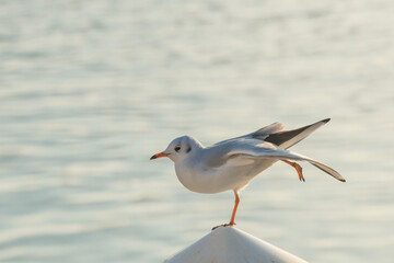 Black headed gull balancing on one leg.
