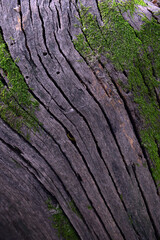 tree trunk from background 
