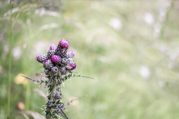 Distel