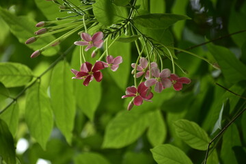 cherry blossom in spring