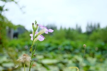 In selective focus sweet purple flower blossom in a garden area with blurred a lotus flower pond background in bright day