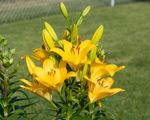 A wide angle view of yellow lily blooms in the lily garden