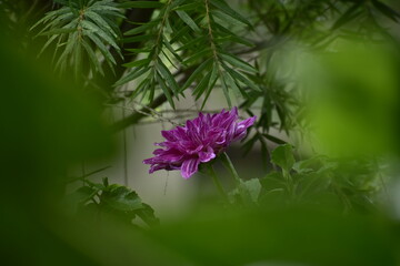 purple flowers in the garden