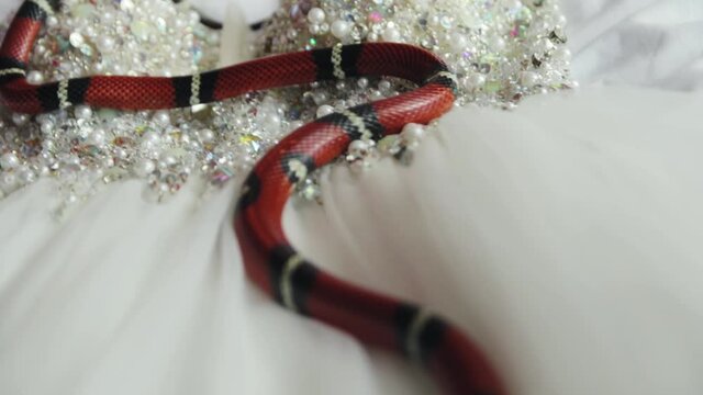 Red small striped poisonous snake crawling on a white wedding dress with pearl beads close-up