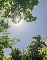 Kirchturmspitze hinter Bl&auml;ttern
