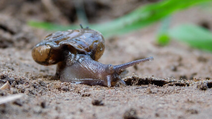 snail on the ground