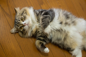 ミヌエット６ヶ月