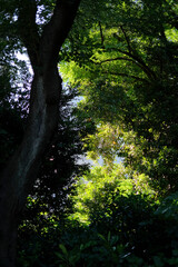 Obraz premium 緑の抽象画