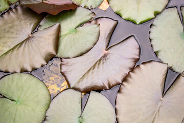 Green and brown lotus / water lily leaves on the water in the pond / lake