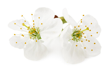 white cherry flowers isolated on white background. white spring flowers