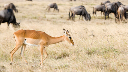 Naklejka na ściany i meble Female Grant's Gazelle walking in the savanna of the Maasai Mara National park, Kenya