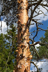 Fototapeta premium Forest view, Niivermäki conservation area in Kouvola, Finland
