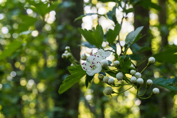 Hawthorn flower closeup